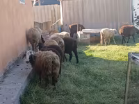 Kambing betina, Sheep — foto 3