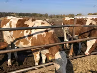 Sapi, Red-spotted breed — foto 2