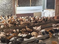 Chickens — picha 4