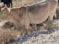 گاو ماده, گاو — عکس 1