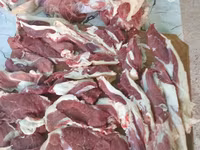 Cinghiale, Maiali — foto 3