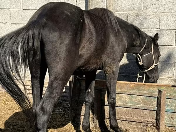 Kuda betina, Friesian sport horse