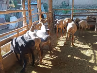 قوچ, گوسفند — عکس 7