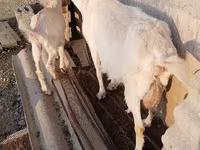 Goat, Saanen goat — photo 2