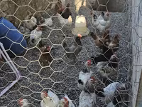 Chickens — Foto 3