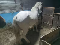 Kuda betina, Horses — foto 2