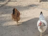 نورث هالند بلو — عکس 4