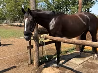 Cavalla, Nonius horse — foto 1