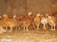 Chickens — fotografija 3