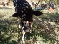 วัวตัวเมีย, Russian Black pied cattle — รูปภาพ 1