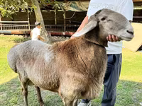 मेढ़ा, Arashan sheep — फ़ोटो 1