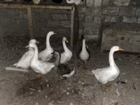 Geese — 2-сурет