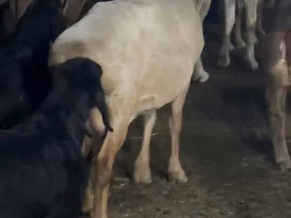 Ziege, Ziegen