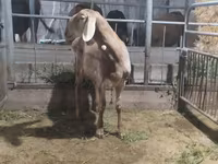 Koç, Arashan sheep — foto 8