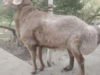 Πρόβατα (παρτίδα, φύλο μη καθορισμένο), Arashan sheep — φωτογραφία 5