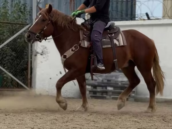Hingst, Russian Heavy Draft