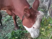 گاو ماده, Swiss cattle — عکس 2