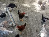 Turkeys — снимка 3