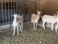 Goat, Pomellata goat — photo 2