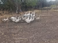Geese — foto 5