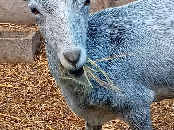 Echki, Saanen goat — Qirgʻiziston