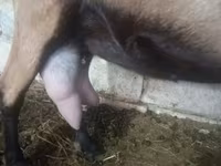 بز ماده, Alpine goat — عکس 1