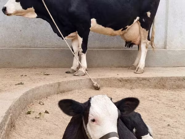 Ko, Russian Black pied cattle