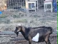 Billy Goat, Goats — photo 2