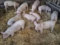 Donuzlar (partiya, cinsi göstərilməyib) — foto 3