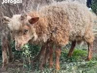 Beran, Racka sheep — foto 3