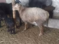 Baran, Owce — zdjęcie 3
