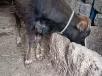 Byk, Bydło — zdjęcie 2