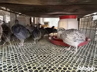 Quails — รูปภาพ 2