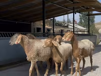Owca, Arashan sheep — zdjęcie 2