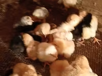 Chickens — الصورة 3