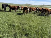 Toro, Mucca kazaka a testa bianca — foto 4
