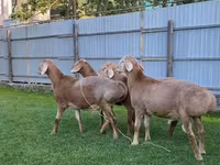 قوچ, Arashan sheep — عکس 4