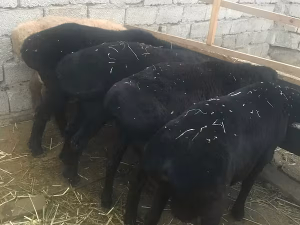 قوچ, گوسفند