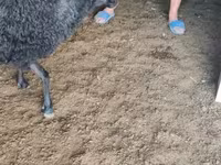 Vædder, Tsigai sheep — foto 8