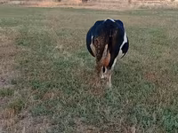 Сиыр, Голштин тұқымы — 1-сурет