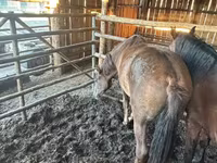 Koń, Horse breed — zdjęcie 2