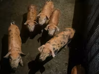 Boar, Pigs — photo 4