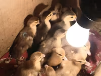 Ducks — foto 4