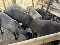 Domba betina, Sheep — foto 2
