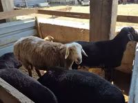 मेढ़ा, Hissar sheep — फ़ोटो 1