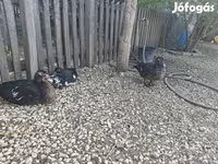 Ducks — รูปภาพ 4