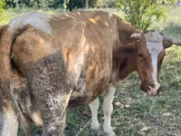 Kuh, Simmental cattle — Foto 4