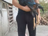 Chickens — عکس 2