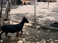 Koza, Murcia-Granada goats — fotografija 8