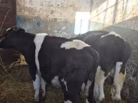 Бух, Russian Black pied cattle — 5 зураг